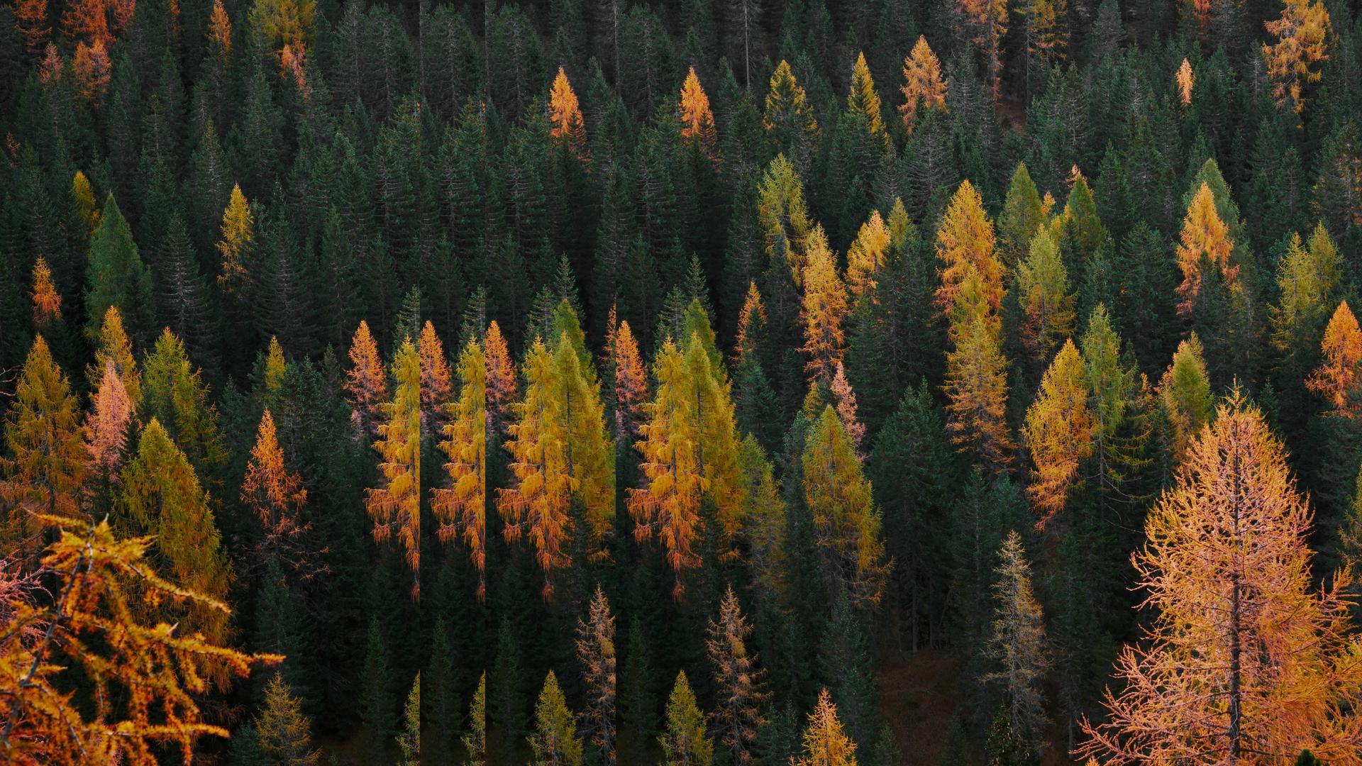 Forest in autumn