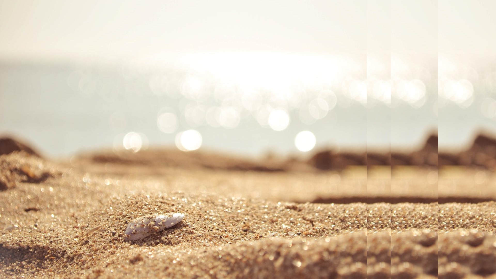 seashell on golden sand sea with pulse