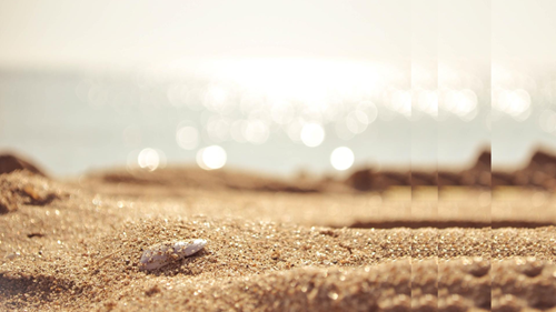 seashell on golden sand sea with pulse