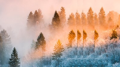 Sunrise in the forest