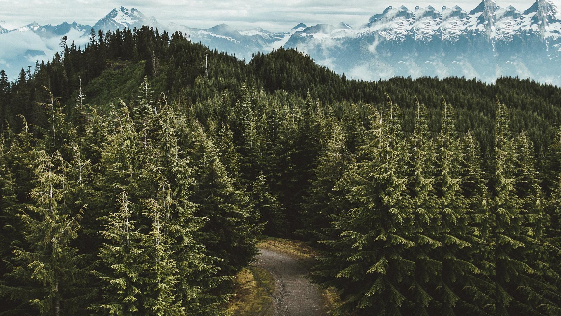 wood mountains with pulse