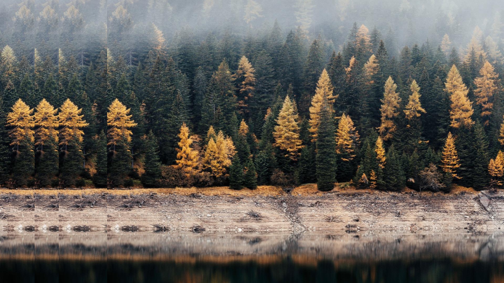 wood water with pulse