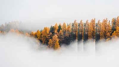Forest in fog