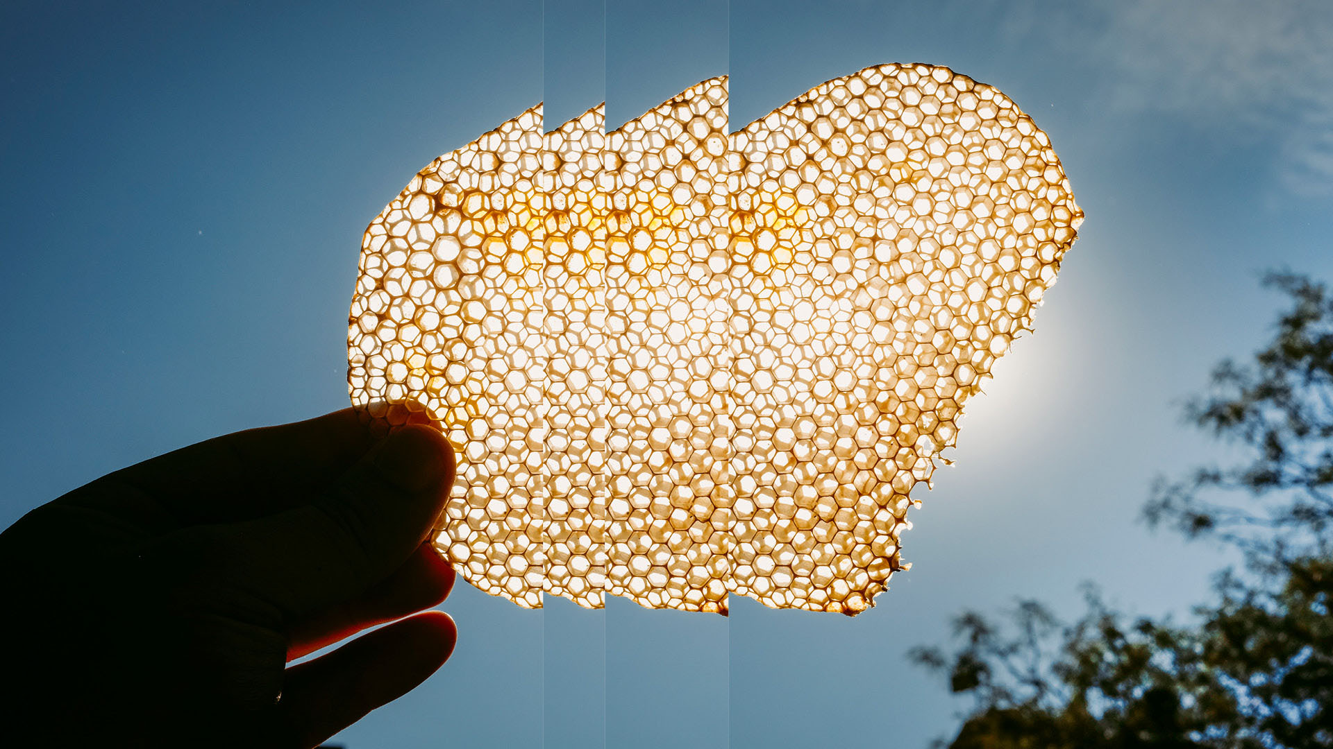 Hands holding honeycomb sustainability