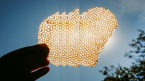 Hands holding honeycomb sustainability