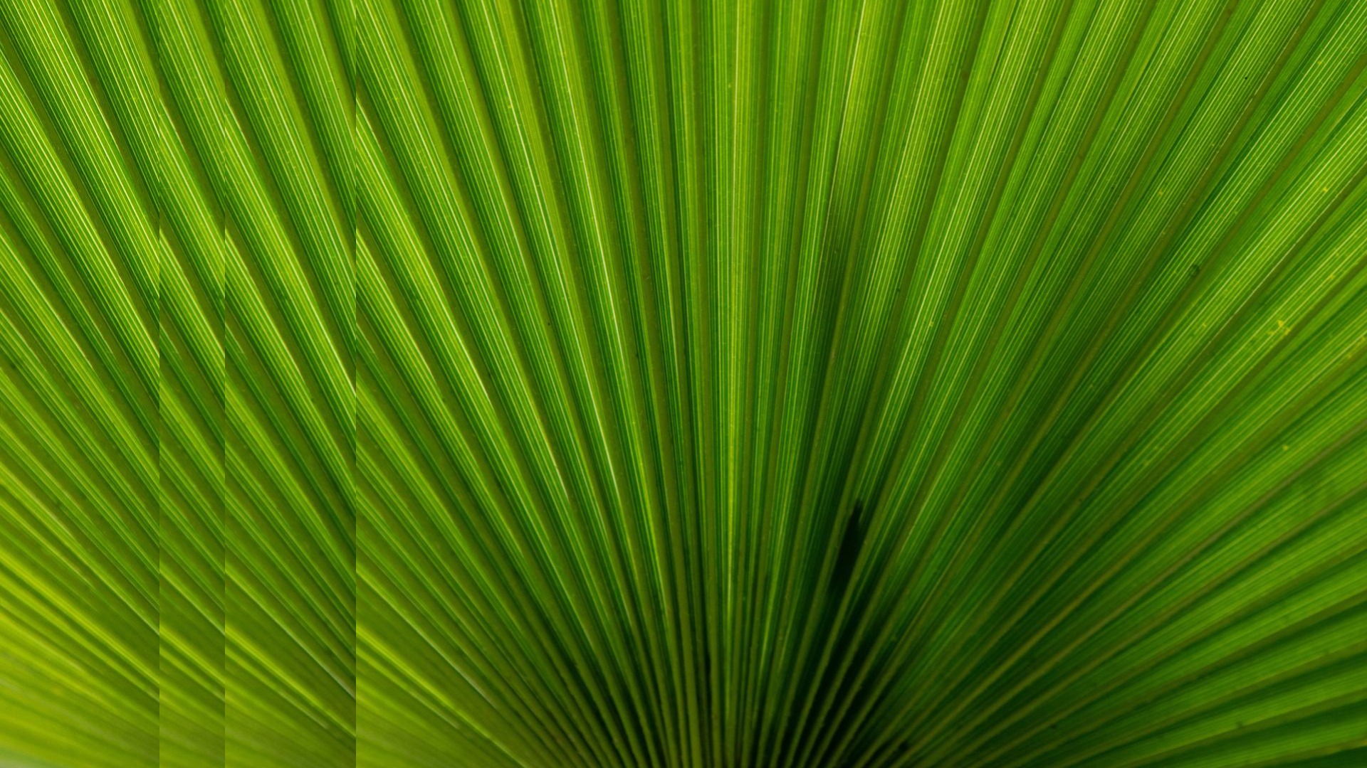 Green botanical leaf with pulse