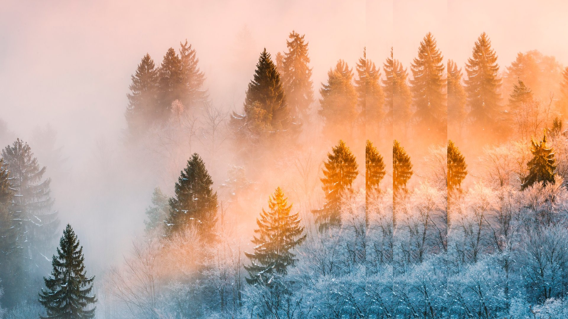 Sunrise in the forest