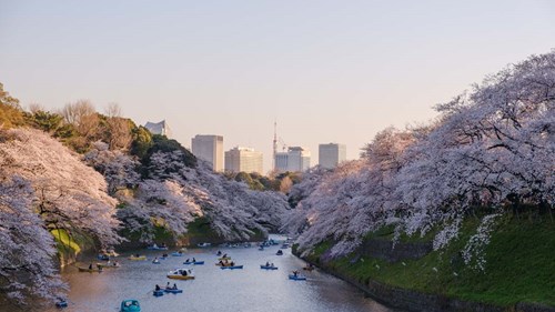 Stadtansicht Tokyo Kirschblüte am Fluss Japan Desk